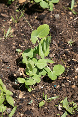 Mange Tout Sugar Pea Seedling germinating baby plant growing on a vegetable patch
