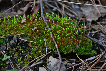 Close-up of vibrant green moss and lichen on the forest floor 