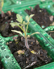 Close up of baby tomato plant germinating in a small pot