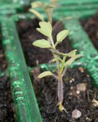Close up of baby tomato plant germinating in a small pot
