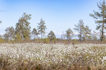 Spring Scenery of Raganu Purvs Bog Trail in Kemeri National Park, Latvia 11.05.2025