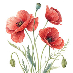 Obraz premium Watercolor painting of red poppy flowers and buds isolated ontransparent background, illustration