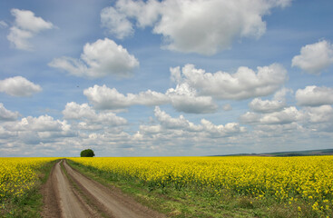 beautiful  landscape with beautiful clouds and a field road through yellow rapeseed