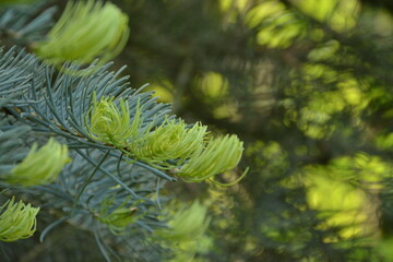 Young light green shoots of coniferous spruce