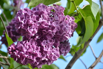 Large purple flowers of varietal lilac in the garden