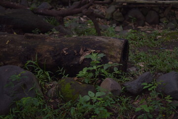 A fallen log resting amongst rocks and lush foliage in a shaded forest setting.
