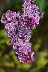 Fototapeta premium A close-up of a branch of varietal purple lilac with a white border