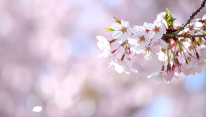 Obraz premium Cherry Blossoms Bloom Beautifully in Spring