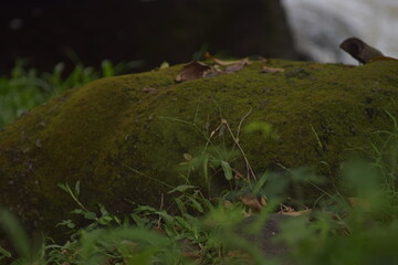 A moss-covered rock in a lush forest setting