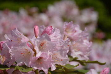 Delicate pink rhododendron flowers on a blurred background with flowers