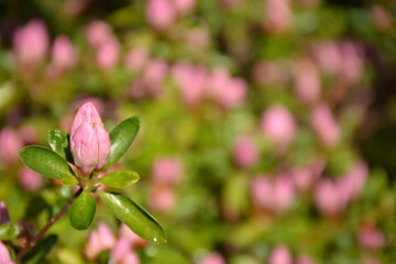 Pink rhododendron bud on blurred background in garden