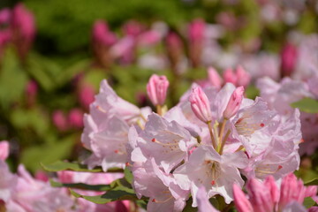Beautiful delicate rhododendron flowers in the garden on a sunny day