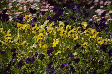 Fototapeta premium Viola tricolor flowers grow outdoors in spring