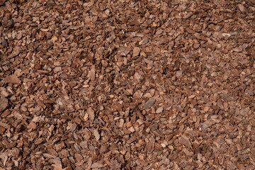 Small sea urchins on the beach. View from above.