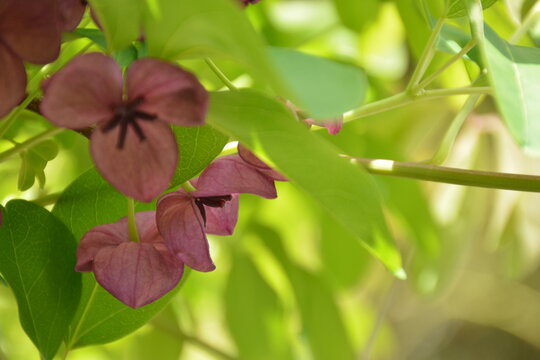 A beautiful ornamental plant, five-leaf akebia (Akebia quinata), with flowers that smell like chocolate