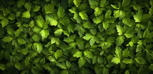 Obraz premium tropical green leaves abstract texture, dark nature background for banner or wallpaper