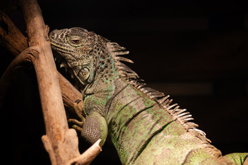 iguana on a branch