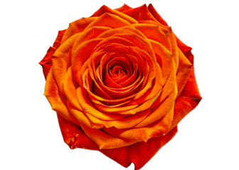 A close up shot of a vibrant orange rose with intricate petal arrangement on a black background