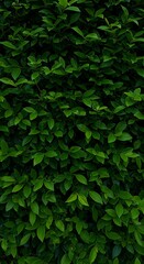 Obraz premium Emerald Green Leaves: Lush Nature Texture