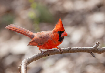 Northern Cardinal (Cardinalis cardinalis) perched on a branch on a spring morning in Ottawa, Canada