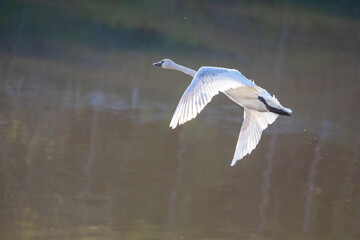 Trumpeter Swan