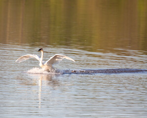 Trumpeter Swan