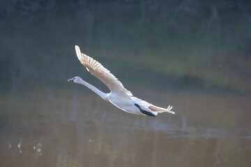 Trumpeter Swan
