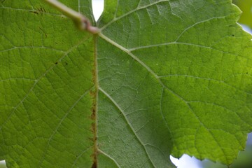 A leaf of a plant with a green color