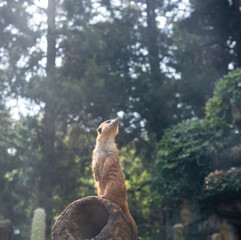 Curious grassland lookout mongoose