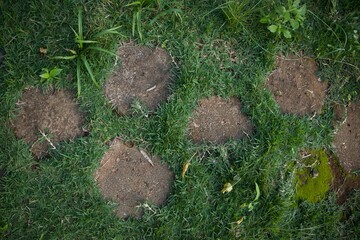 A patch of grass with a few holes in it