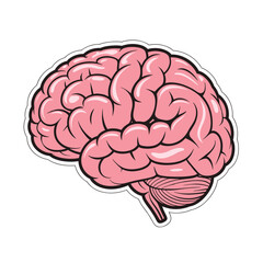 Human brain anatomy illustration.