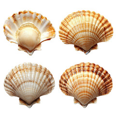 Obraz premium Seashells isolated on transparent background cutout