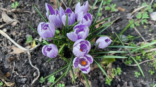 Bush of blooming Crocus vernus at overcast day, top view