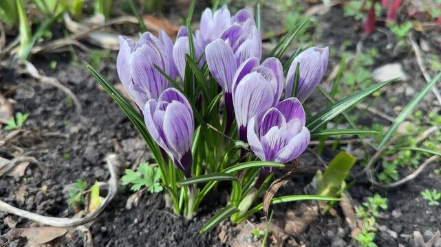 Bush of blooming Crocus vernus at overcast day, close-up