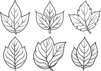 Set of Leaf outline vector illustration line art	
