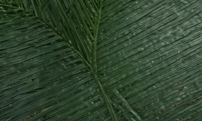 Deep green palm leaf surface, showing textured fibers ,  summer,  texture