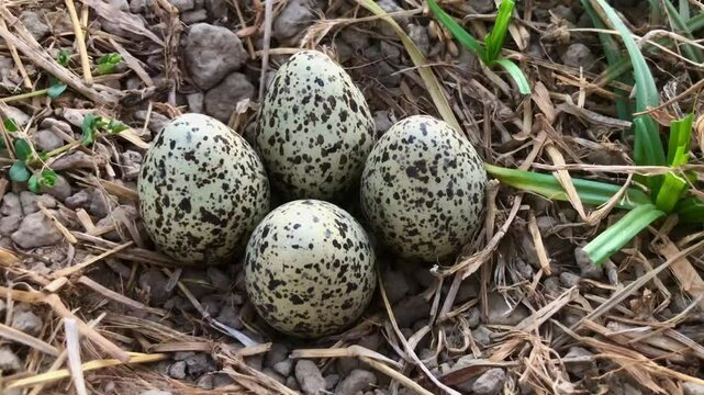 A Killdeer nest reveals four speckled eggs nestled among dry grasses and stones, symbolizing new life and springtime.