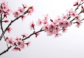 The tree has a branch with pink flowers