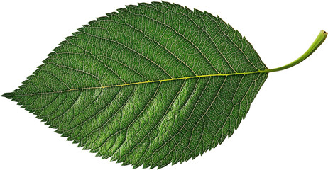 Fototapeta premium Close-up View of a Vibrant Green Leaf