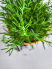 Fresh rosemary plant growing in terracotta pot copy space
