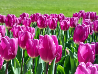 pink flowers - tulips in park. spring