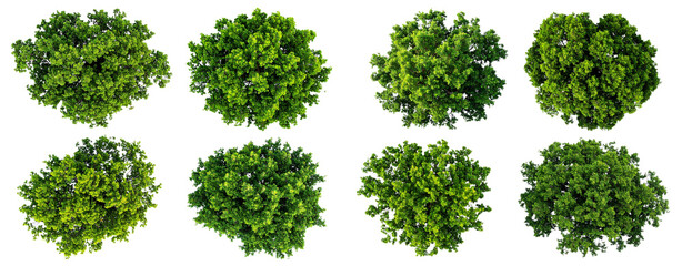 Obraz premium Set of Four Tree Tops – Top-Down View PNG