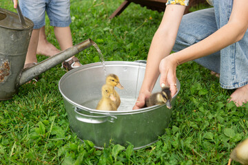 Woman and kid bathe baby ducklings in a metal basin with a watering can on the grass. Summer leisure on backyard.