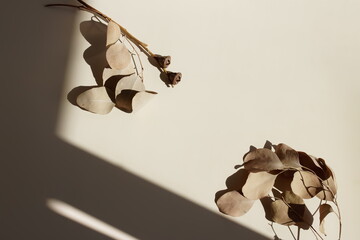 Abstract aesthetic minimalist beige background template with dry eucalyptus branches plant , sunlight shadow . copy space.Branding, product presentation, card mockup. Neutral earth colors.