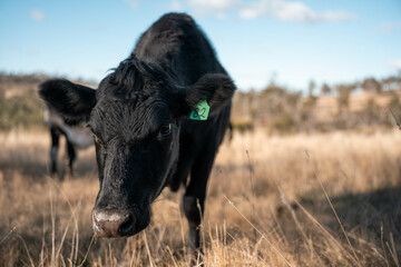 Beef cows and calves grazing on grass on a beef cattle farm in  Australia. breeds include murray...