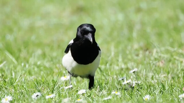 Pie bavarde (Pica pica) au sol dans l&rsquo;herbe &ndash; Oiseau noir et blanc observ&eacute; dans un parc urbain ou jardin naturel