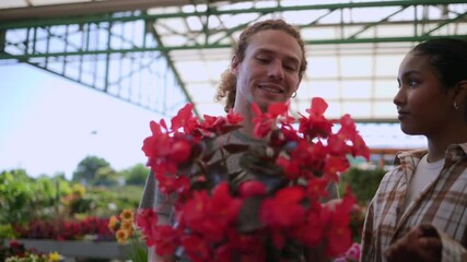 Professional nursery workers discussing red begonia care, collaborating within greenhouse while examining vibrant plants and sharing horticultural expertise