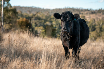 Regenerative Cattle Farming in Europe's Lush Green Pastures Daily Nourishes Communities with Healthy Livestock Grazing in Idyllic Fields in australia