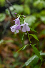 small forest flower on a blurred background