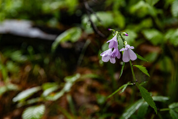 small purple flowers during the rain in the forest